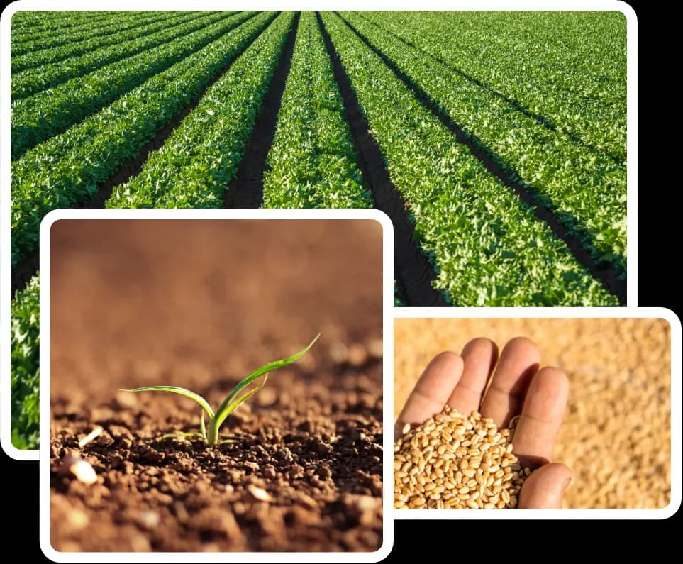 Agri-Grow Grenada farm collage